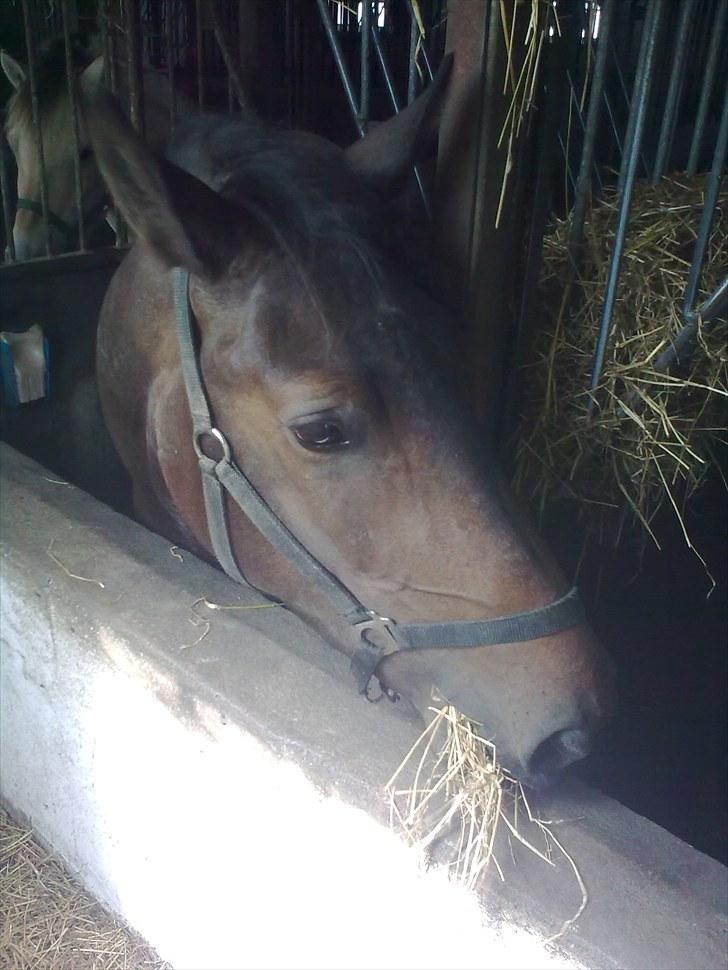 Anden særlig race Cavalina - Man er vel glad for mad billede 6