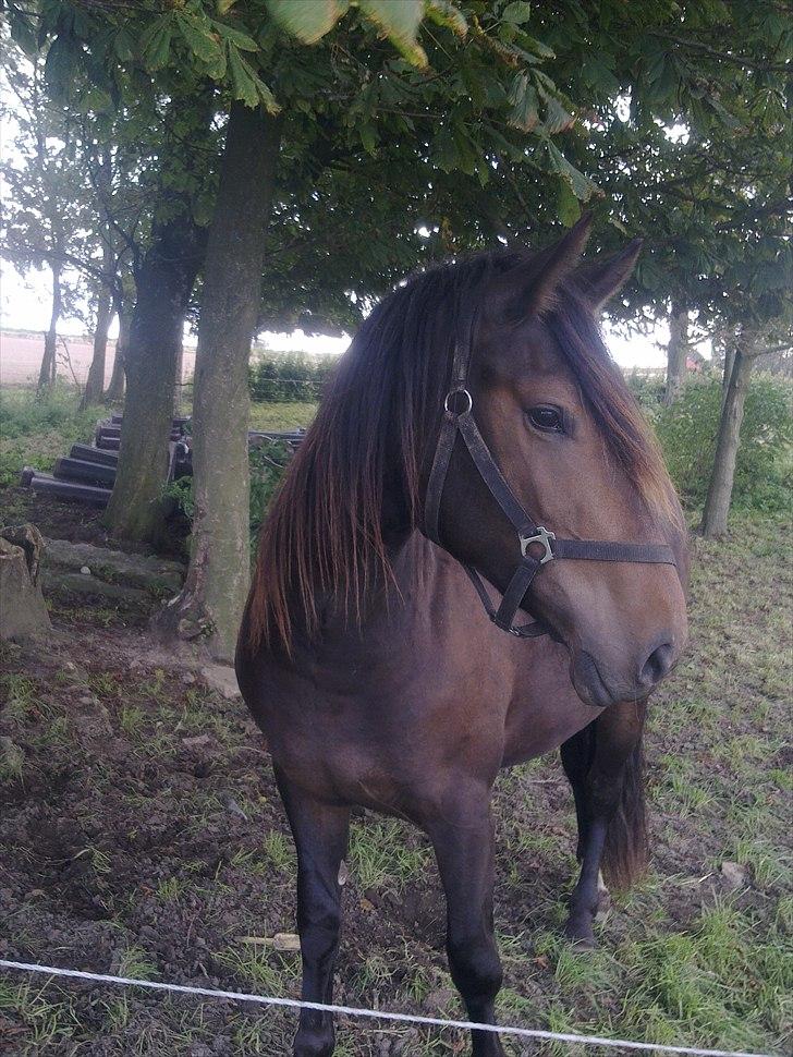 Anden særlig race Cavalina - på fold billede 7