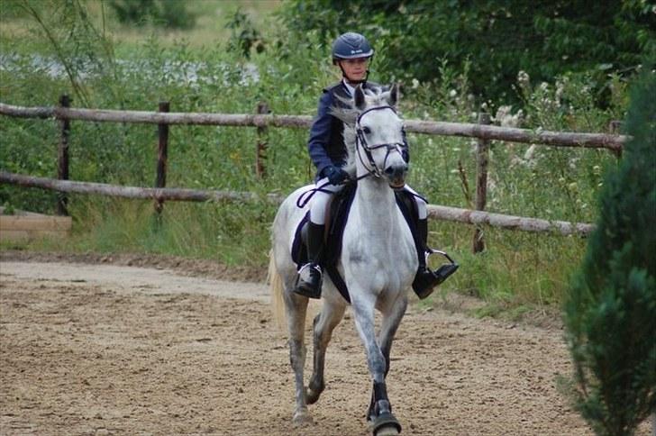 Connemara Siegård's Mynthe |Red| - Stævne på KOOR <3 billede 3