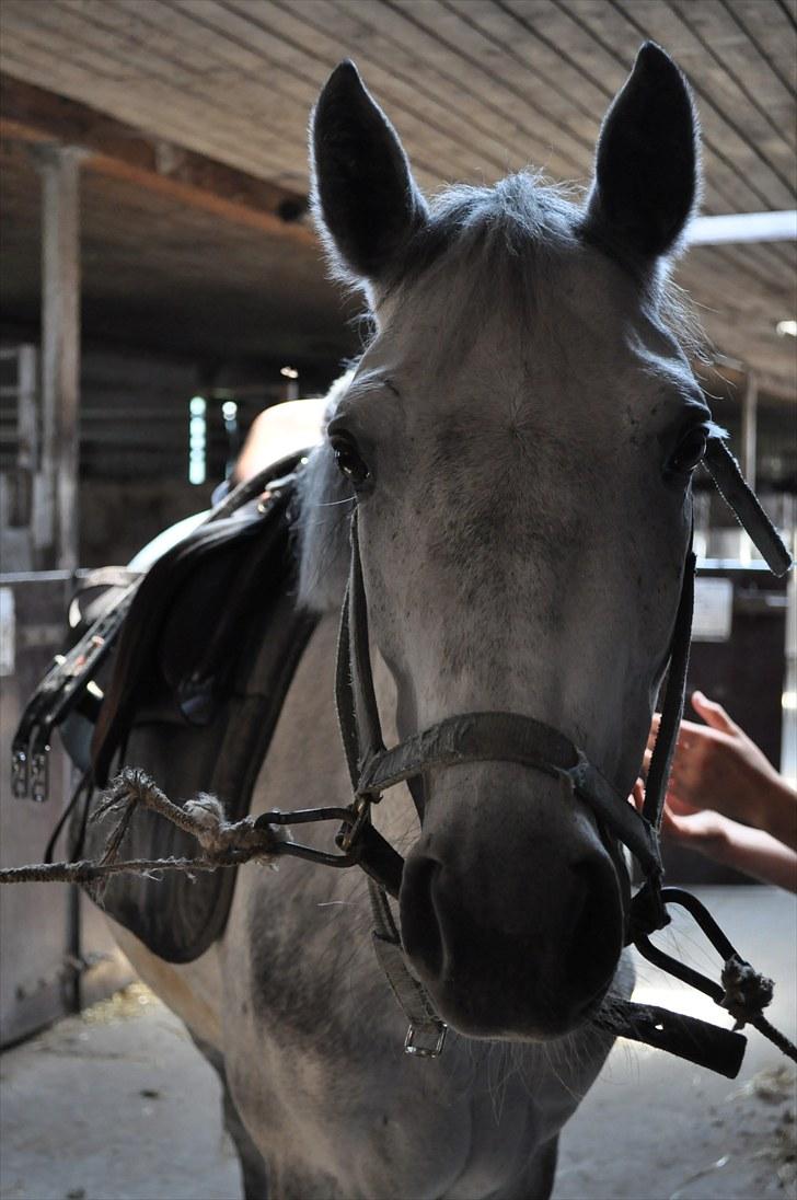 Connemara Siegård's Mynthe |Red| - Nurh<3 Dejlige Pynte<3 billede 4