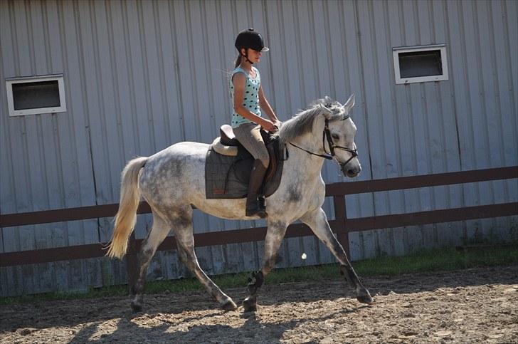 Connemara Siegård's Mynthe |Red| - Dressur på den dejlige<3 billede 5