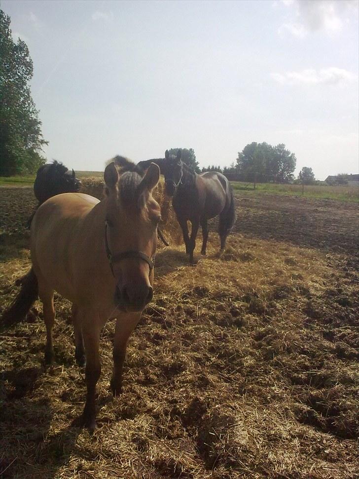 Anden særlig race My Darling - My på fold billede 9