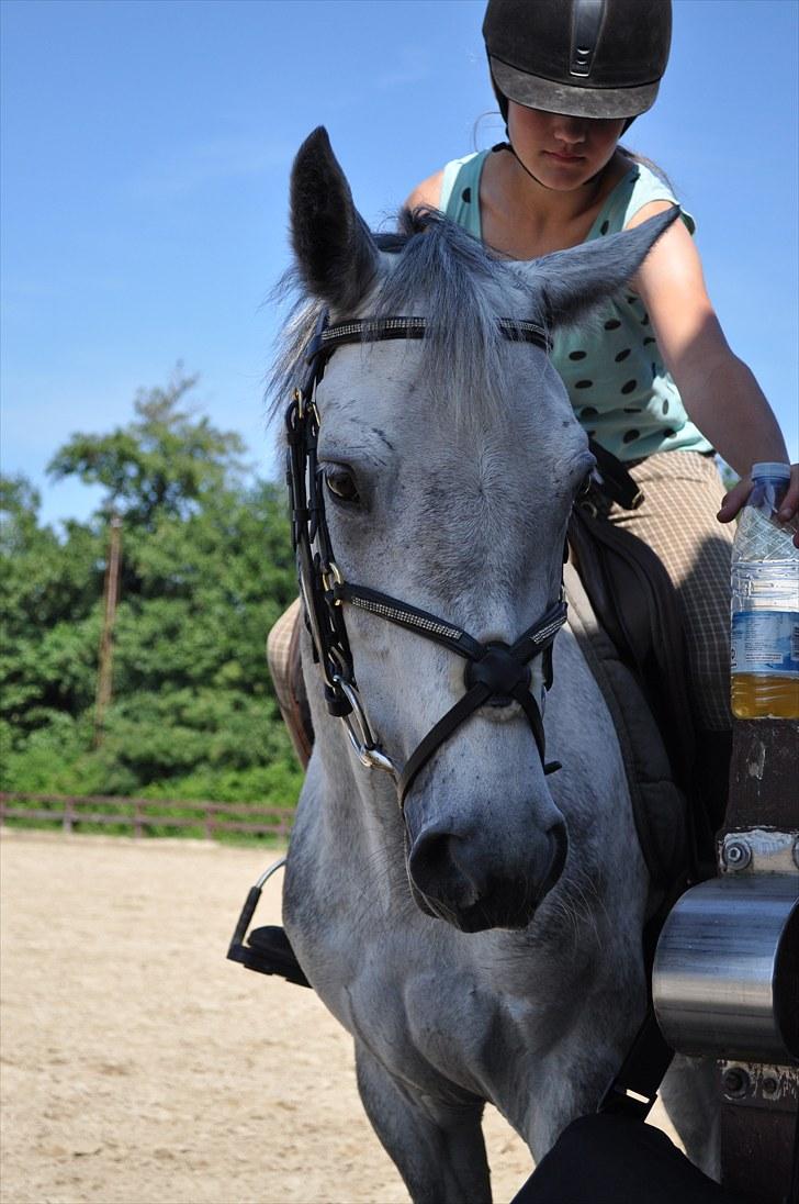 Connemara Siegård's Mynthe |Red| - Uhh var Mynthe<3 xD billede 6