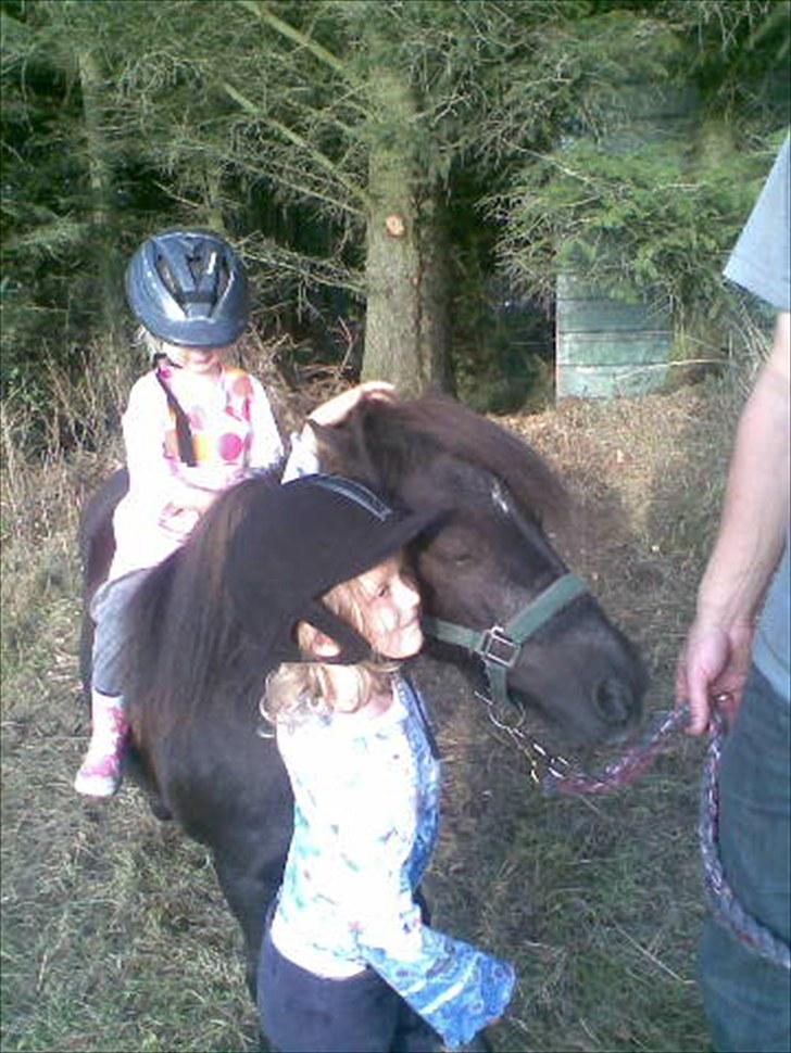 Shetlænder Jordbær Marie (Skovlundens Gipsy) - Annika ( 2 år) rider Jordbær Marie, Lærke (4 år) diskuterer med far om hun må trække billede 2