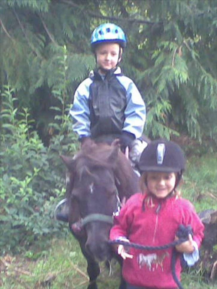 Shetlænder Jordbær Marie (Skovlundens Gipsy) - Lærke (4 år) har fået lov at trække en tur med Sebastian (4 år) på Jordbær Marie billede 3