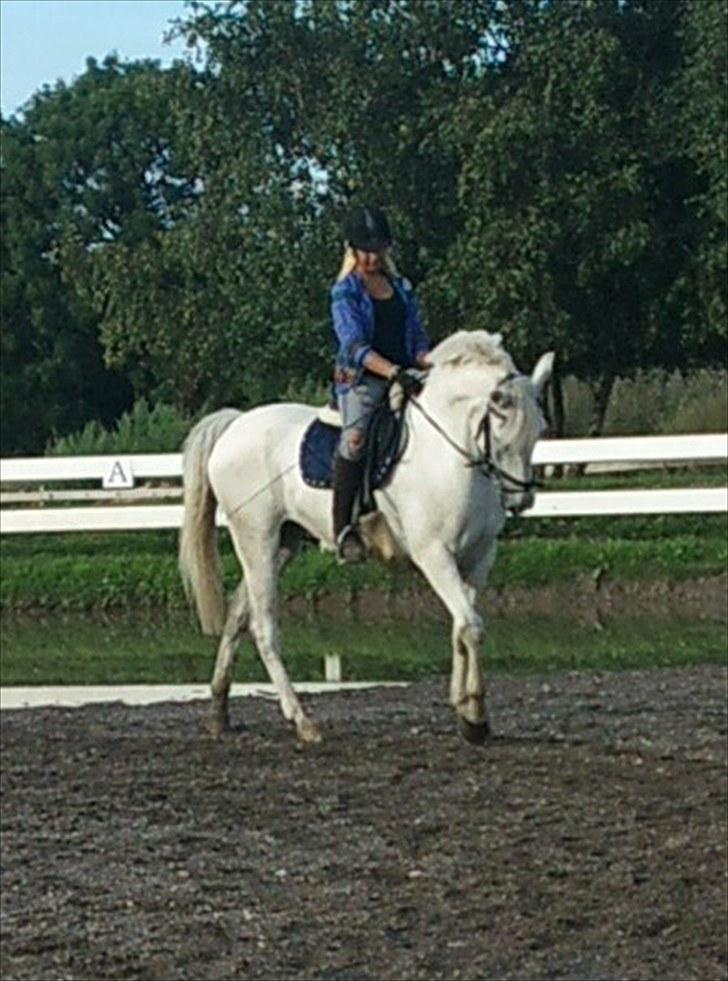 Anden særlig race Tybjerggaards Sully<3 - Sully og jeg som for undervisning af Charlotte sommer 2010 (taget af therese) billede 6