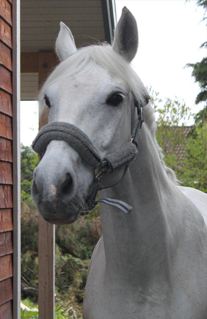 Anden særlig race Tybjerggaards Sully<3 - Sully i Karos have (billedet er taget af FkA-foto/Karo) billede 7