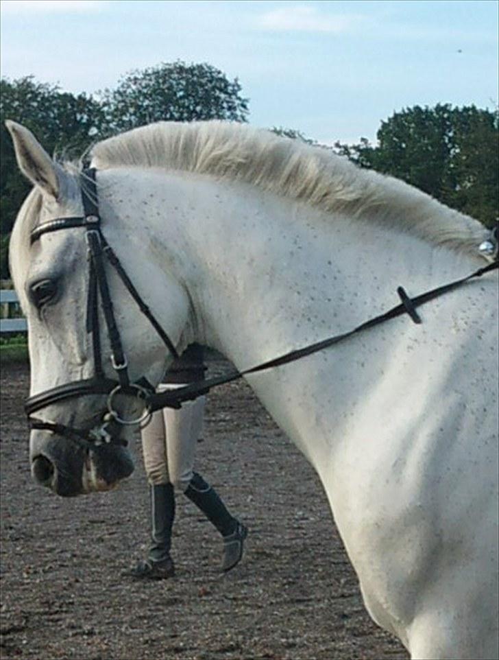 Anden særlig race Tybjerggaards Sully<3 - Sully i lidt dressur med mig på ryggen :) (taget af Therese) billede 8