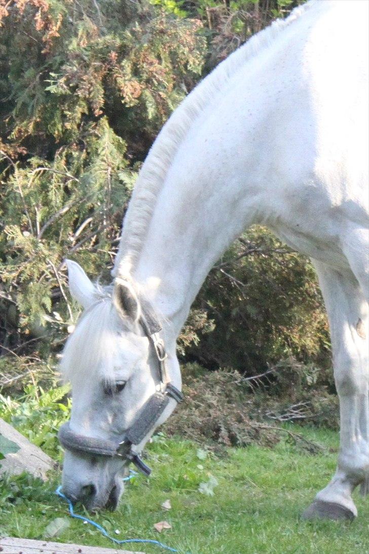 Anden særlig race Tybjerggaards Sully<3 - Sully i Karos have (billedet er taget af FkA-foto/Karo) billede 9