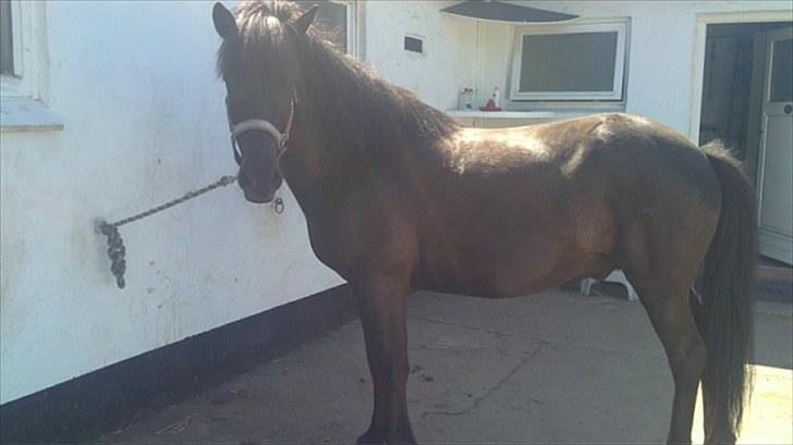 Islænder Djákni frá Enni SOLGT billede 1