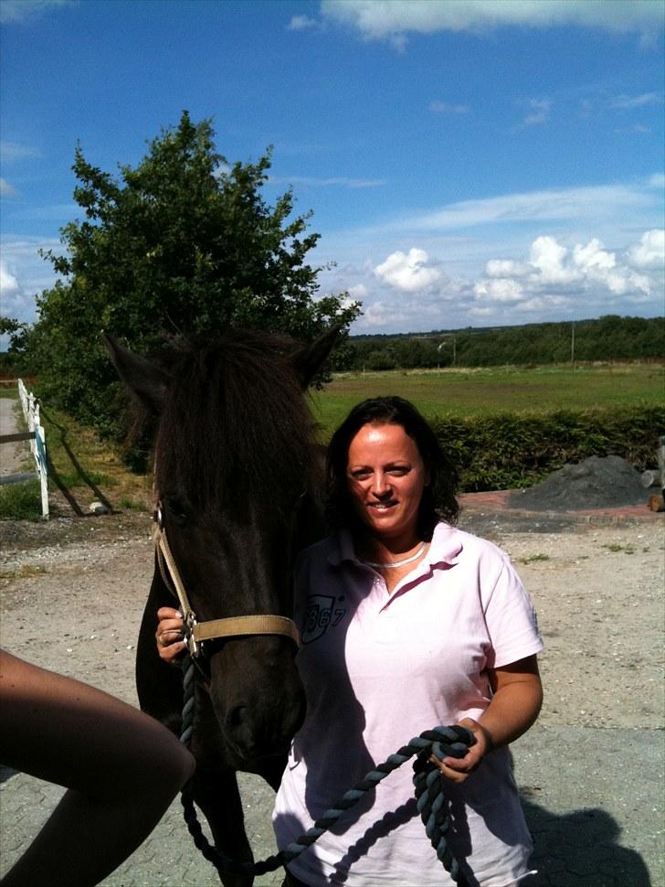 Islænder Djákni frá Enni SOLGT billede 2