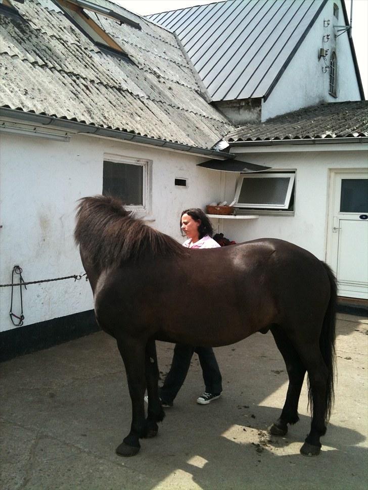 Islænder Djákni frá Enni SOLGT billede 3