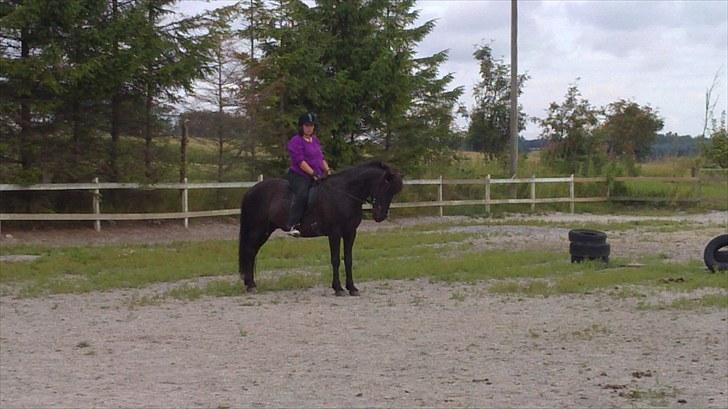 Islænder Djákni frá Enni SOLGT billede 4