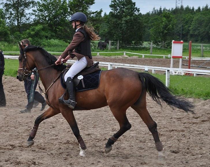 Tysk Sportspony Conchitta<3 - WWWOOOOOW sikke en Trav xD Foto: Den seje (Karen) billede 14
