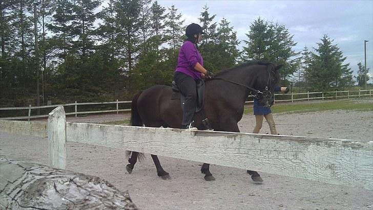 Islænder Djákni frá Enni SOLGT billede 5