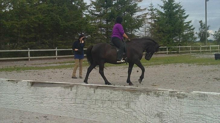 Islænder Djákni frá Enni SOLGT billede 6