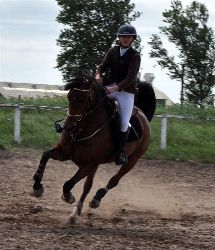 Tysk Sportspony Conchitta<3 - Vilde Conse<3 Foto: Den Seje (Karen) billede 15