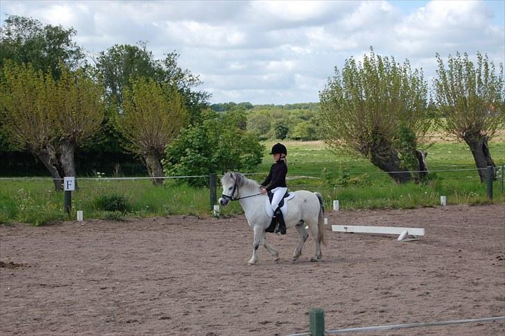 Anden særlig race Carlos<3 *gammel Passer* - du gik vildt fiint :) billede 16