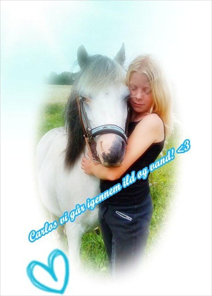 Anden særlig race Carlos<3 *gammel Passer* - der er ingen som dig! <3 billede 17