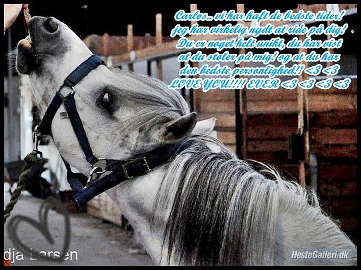 Anden særlig race Carlos<3 *gammel Passer* - <3<3<3<3<3<3<3<3<3<3<3 billede 18