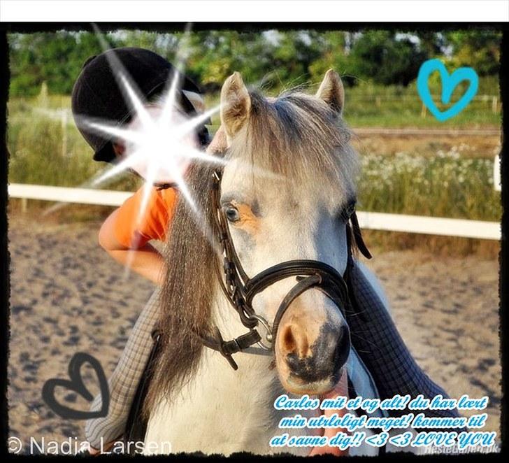 Anden særlig race Carlos<3 *gammel Passer* - vil altid elske dig ! <3 billede 19