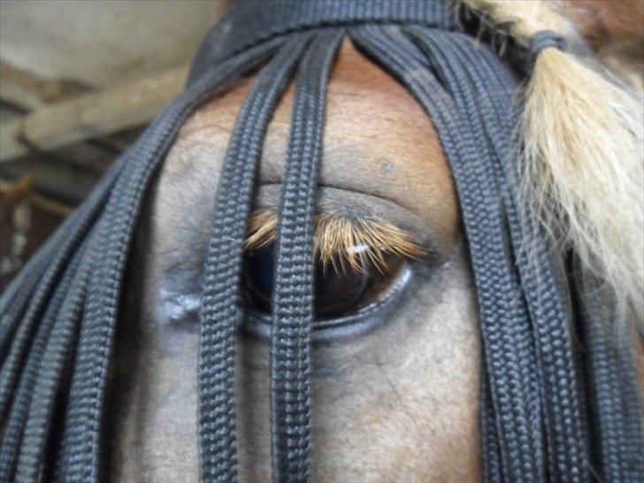 Anden særlig race Bølle Bob  <3 - har jeg sagt jeg elsker dig Bølle bob billede 15