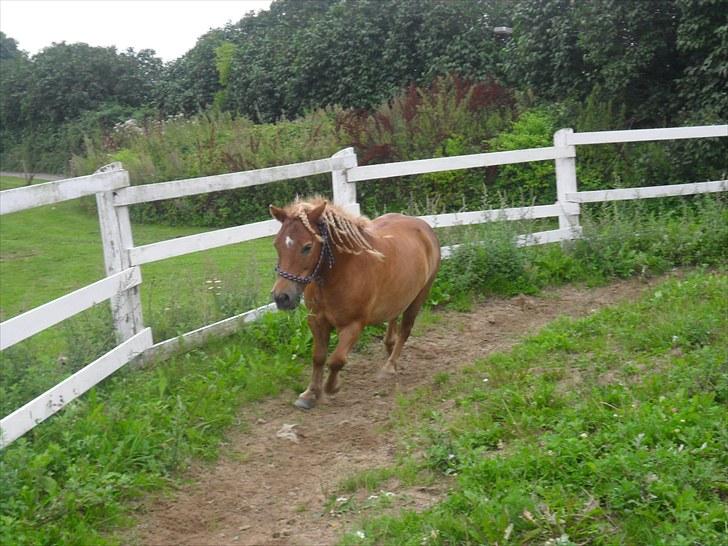 Anden særlig race Bølle Bob  <3 - i longeringen jeg elsker dig billede 16