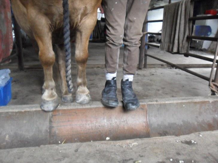 Anden særlig race Bølle Bob  <3 - hvos tær hah ha billede 17