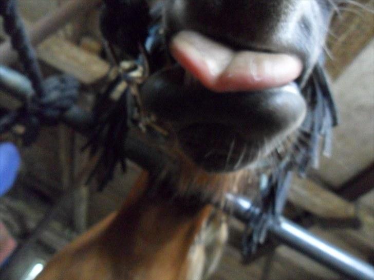 Anden særlig race Bølle Bob  <3 - hah ha Bølle bob riger tunge billede 18