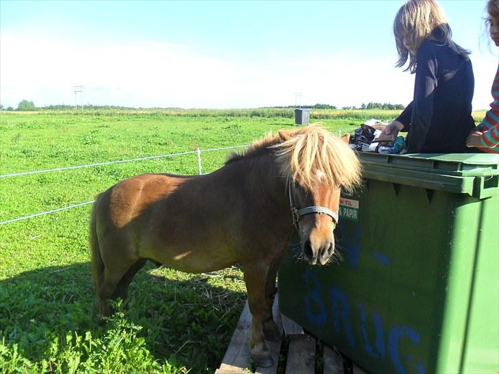 Anden særlig race Bølle Bob  <3 - genbrugs ponyen Bølle bob billede 19