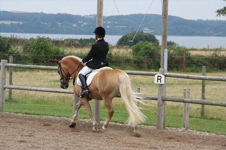 Tyroler Haflinger Story - Haflingerstævne 14.08.10. LA kür 75,50%. Foto: Monica Jørgensen billede 20