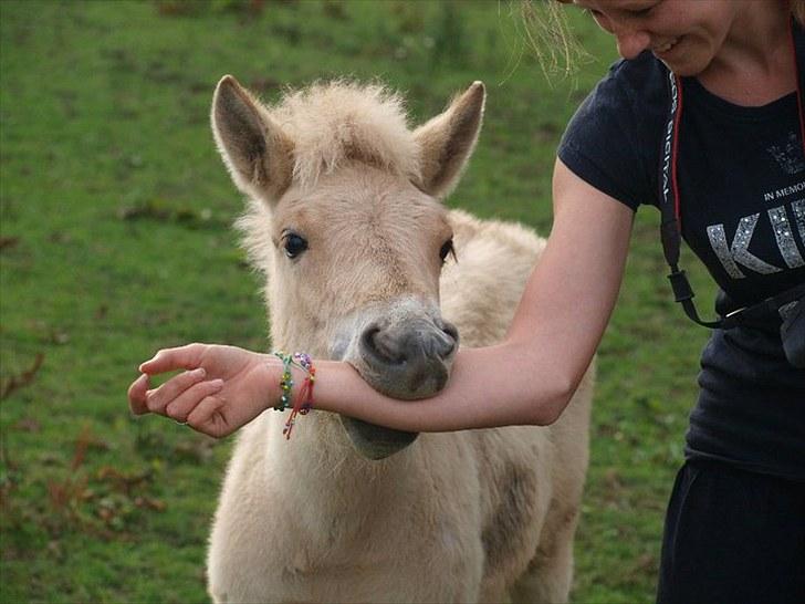 Fjordhest Lamhaves Zoey - Zoey.. Jeg elsker dig <3 :´D FOTO: Laura B. P. billede 13