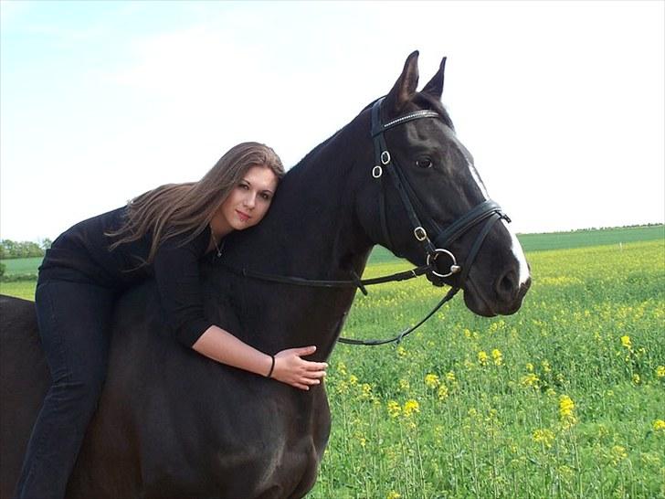 Dansk Varmblod Mata - hari *Savnet* billede 8