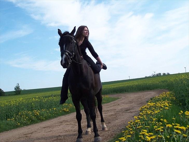 Dansk Varmblod Mata - hari *Savnet* billede 9