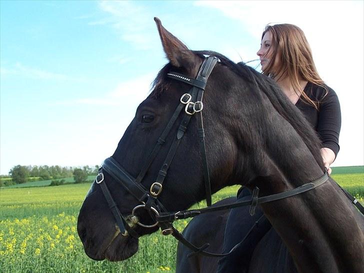 Dansk Varmblod Mata - hari *Savnet* billede 11