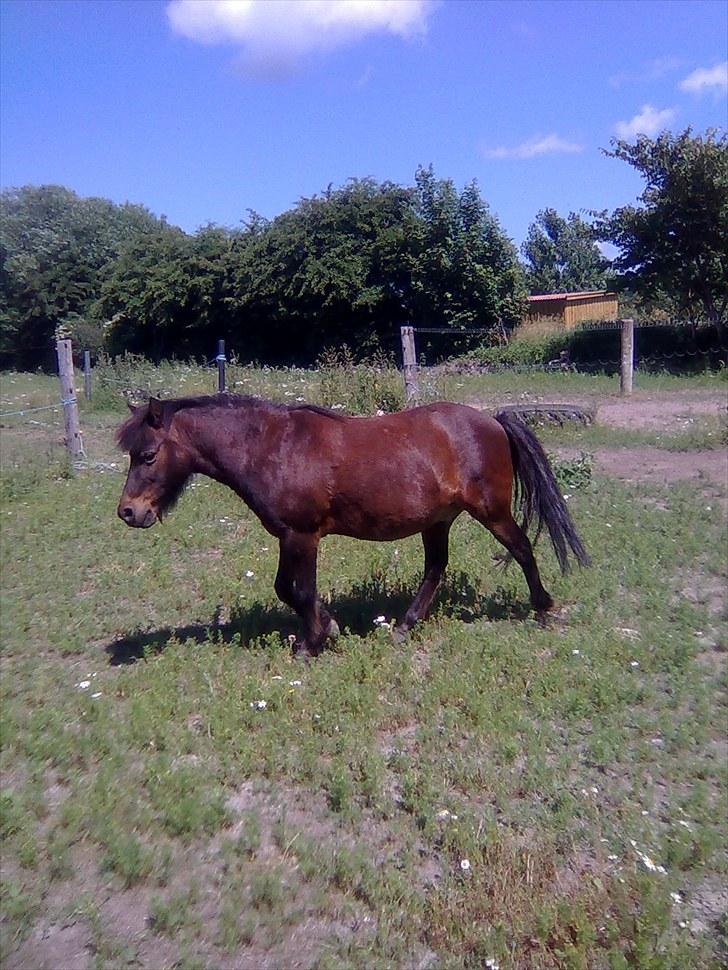 Anden særlig race Felix  billede 1