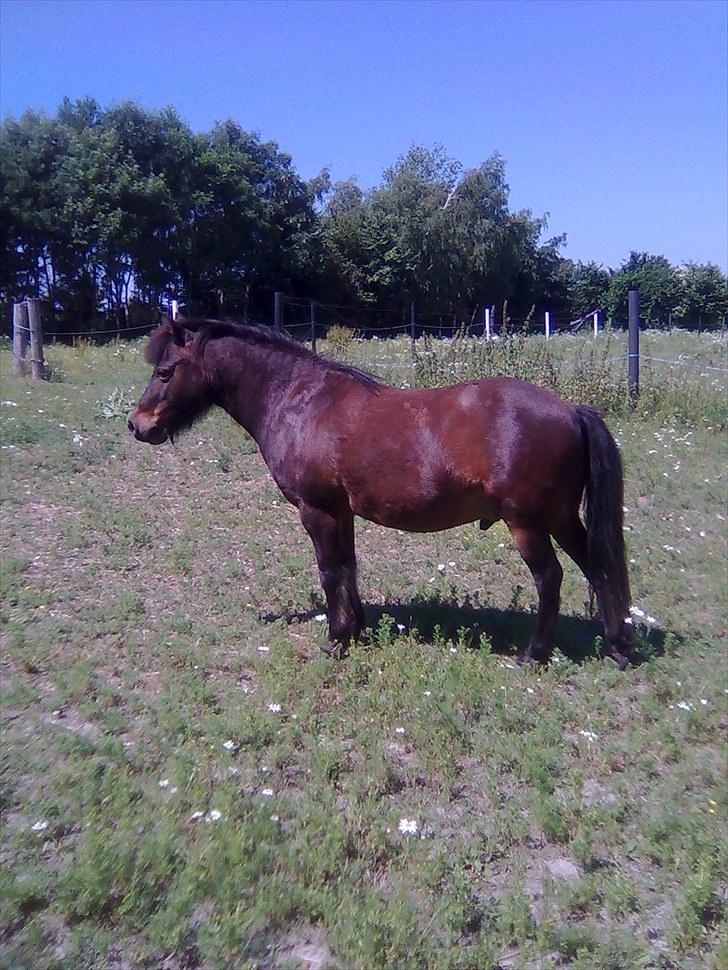 Anden særlig race Felix  billede 2