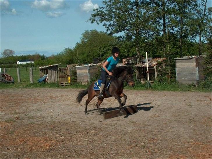 Anden særlig race Felix  - Springning :-) billede 3