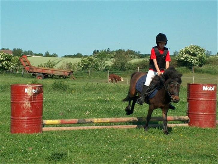 Anden særlig race Felix  - Springstævne i ÆNSR.  billede 4