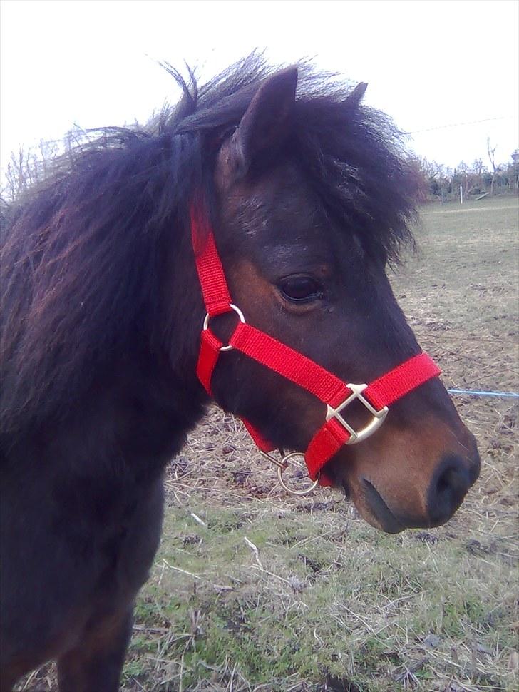 Anden særlig race Felix  billede 5