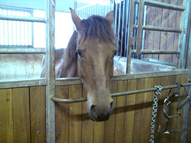 Anden særlig race Thomas (væk) billede 1