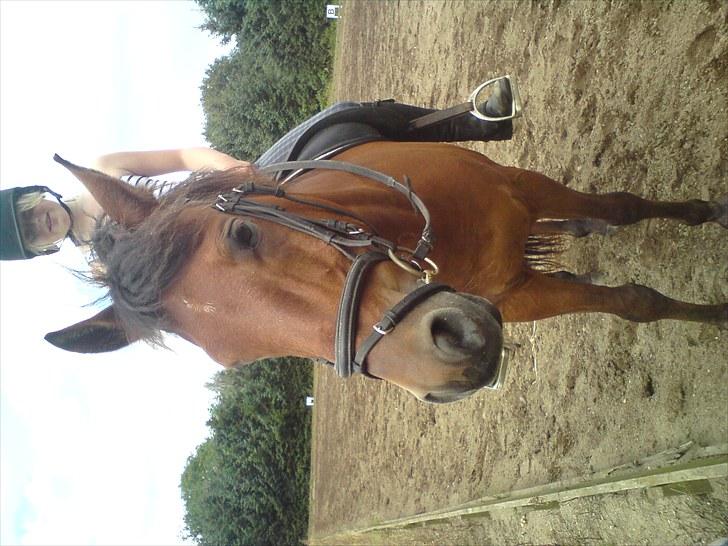 Anden særlig race Thomas (væk) billede 2