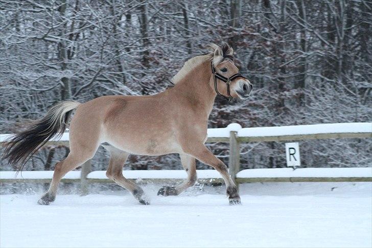 Fjordhest Ingunn Granlygaard - Ingunn Granlygaard 05.12.2010 billede 5