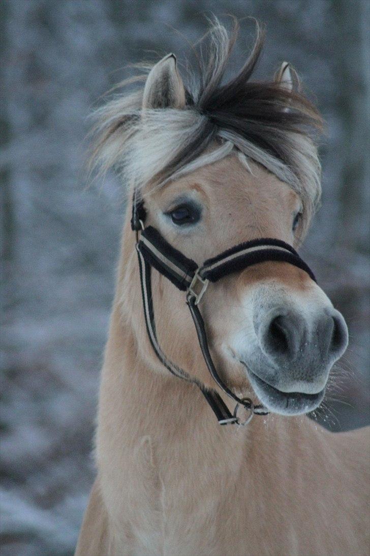 Fjordhest Ingunn Granlygaard - Ingunn Granlygaard 05.12.2010 billede 4