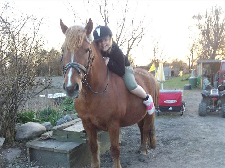 Anden særlig race Lukas  billede 17