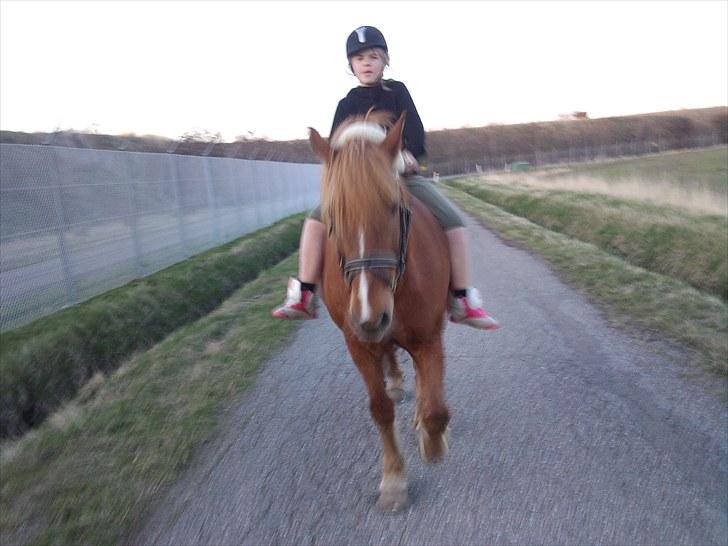 Anden særlig race Lukas  billede 18