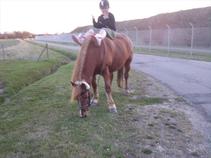 Anden særlig race Lukas  billede 19