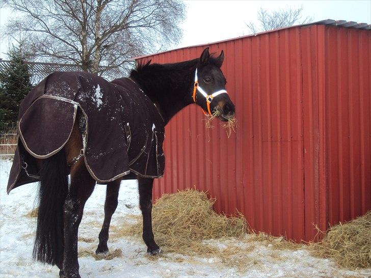 Anden særlig race Maya - 2010 -I sneen billede 6