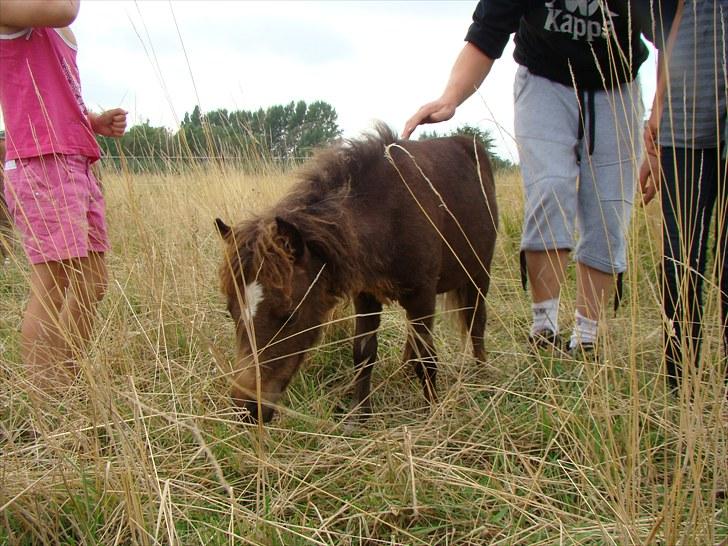 Shetlænder Fejø´s Fiona *RIP. D 22/4-12 * billede 14