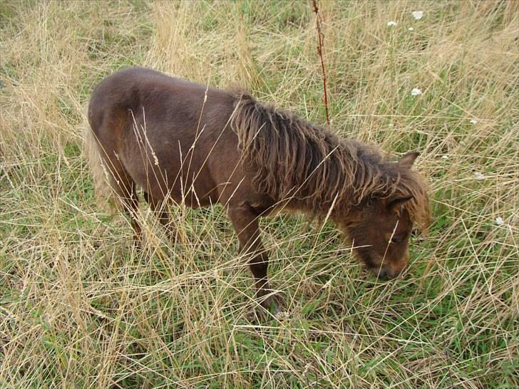 Shetlænder Fejø´s Fiona *RIP. D 22/4-12 * billede 15